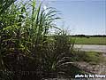 Guy Fanguy - Artist - Photographer - Guy Fanguy - Sugar Cane Farming - Louisiana (11).jpg Size: 71369 - 3